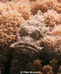 White Stonefish hiding in some coral by Mish Bayoumi 